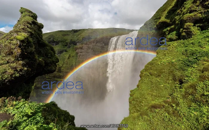 : Rainbow in front of the big waterfall Skngafoss : Rainbow in front of the big waterfall Skngafoss