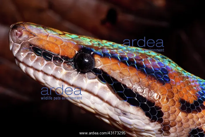 : Rainbow Boa : Rainbow Boa