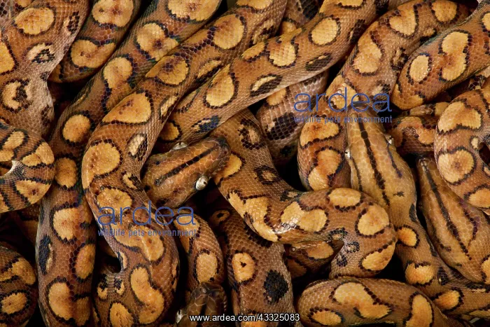 : Rainbow boa (Epicrates cenchria cenchria) : Rainbow boa (Epicrates cenchria cenchria)