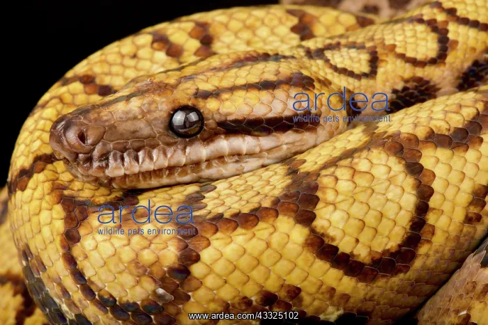 : Rainbow boa (Epicrates cenchria cenchria), on bl : Rainbow boa (Epicrates cenchria cenchria), on bl