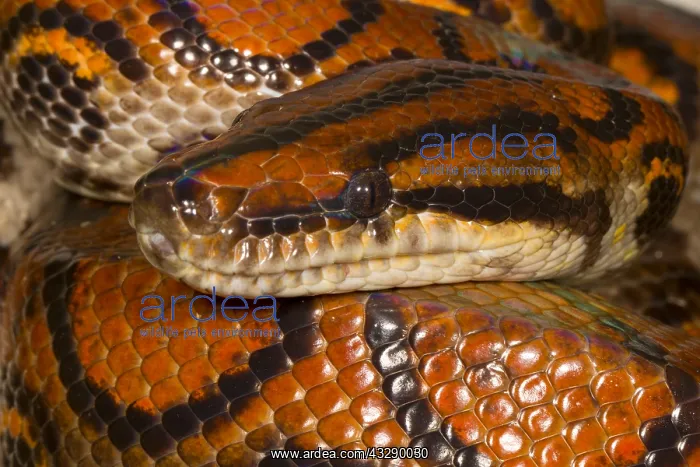 : Rainbow Boa (Epicrates cenchria) coiled up, Ecu : Rainbow Boa (Epicrates cenchria) coiled up, Ecu