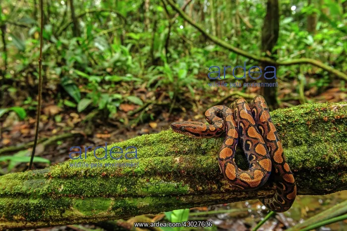 : Rainbow Boa / Slender Boa, Amacayacu National Park : Rainbow Boa / Slender Boa, Amacayacu National Park