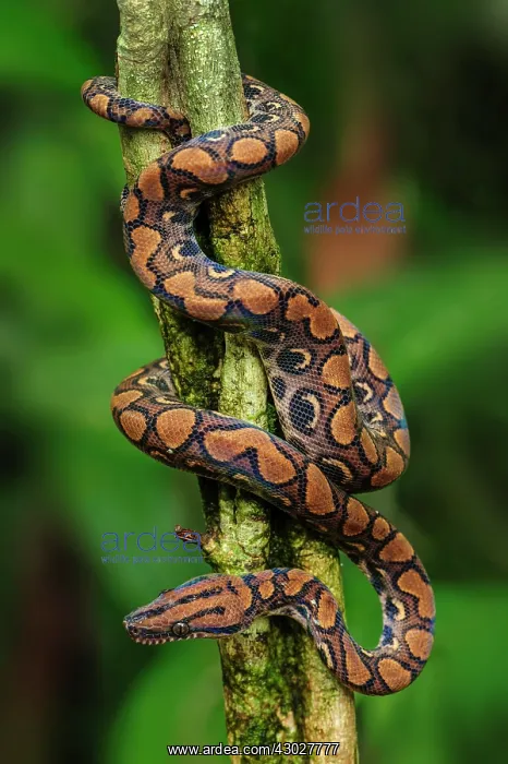 : Rainbow Boa / Slender Boa, Amacayacu National Park : Rainbow Boa / Slender Boa, Amacayacu National Park