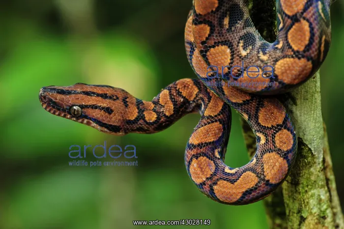: Rainbow Boa / Slender Boa, Amacayacu National Park : Rainbow Boa / Slender Boa, Amacayacu National Park