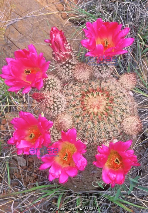 : Rainbow Cactus in bloom : Rainbow Cactus in bloom