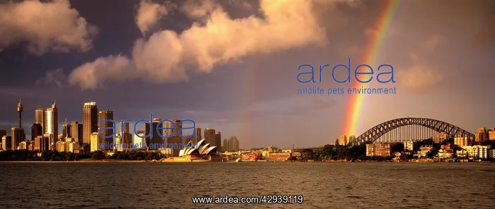 : Rainbow and city skyline with Opera House and Bridge : Rainbow and city skyline with Opera House and Bridge