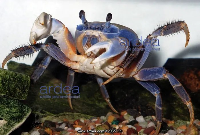 : Rainbow Crab / Patriot Crab : Rainbow Crab / Patriot Crab