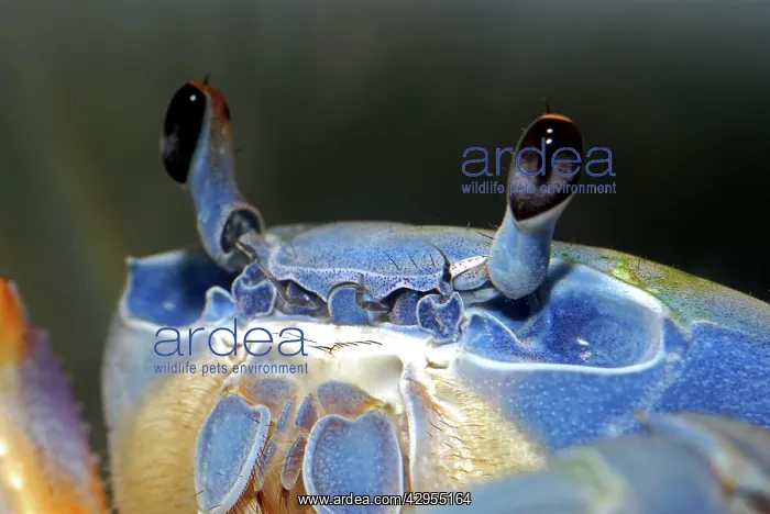 : Rainbow Crab / Patriot Crab - shows compound eyes : Rainbow Crab / Patriot Crab - shows compound eyes