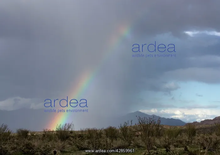 : Rainbow in the desert; el nino year : Rainbow in the desert; el nino year