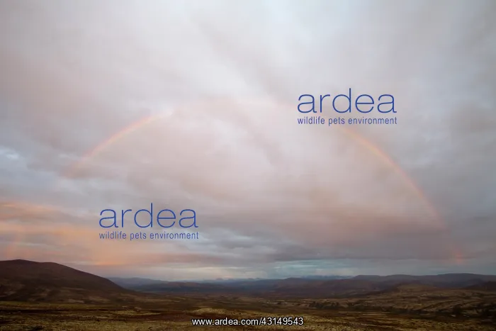 : A rainbow above Dovrefjell : A rainbow above Dovrefjell