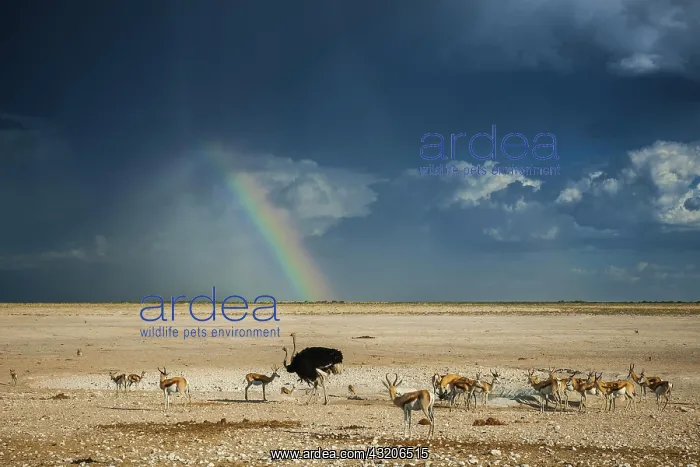 : Rainbow over the Etosha Pan, in the foreground an : Rainbow over the Etosha Pan, in the foreground an