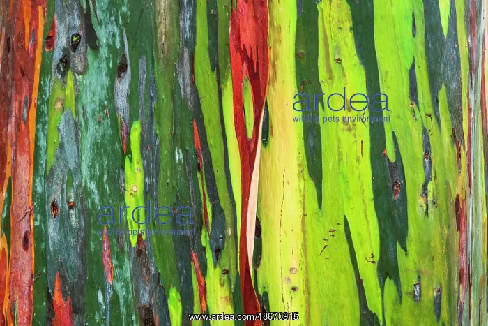 : Rainbow Eucalyptus, Arenal Volcano National Park, Alajuela : Rainbow Eucalyptus, Arenal Volcano National Park, Alajuela