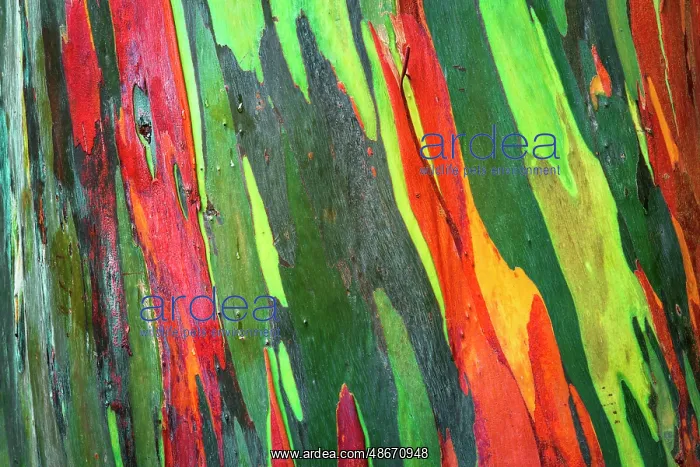 : Rainbow Eucalyptus, Arenal Volcano National Park, Alajuela : Rainbow Eucalyptus, Arenal Volcano National Park, Alajuela