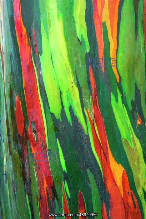 : Rainbow Eucalyptus, Arenal Volcano National Park, Alajuela : Rainbow Eucalyptus, Arenal Volcano National Park, Alajuela