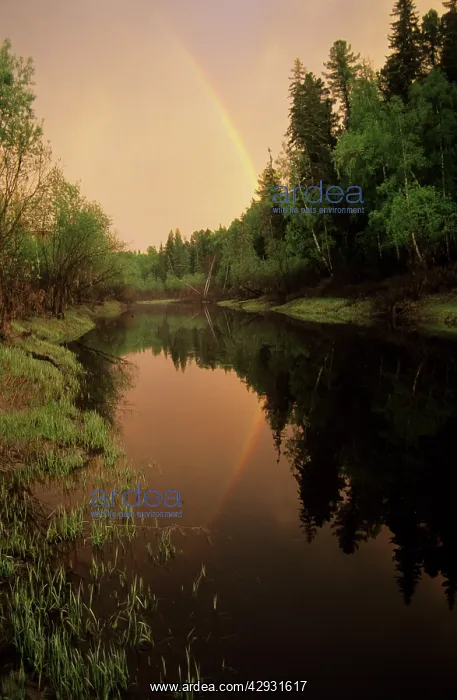 : Rainbow after evening rain over river Negustyah : Rainbow after evening rain over river Negustyah