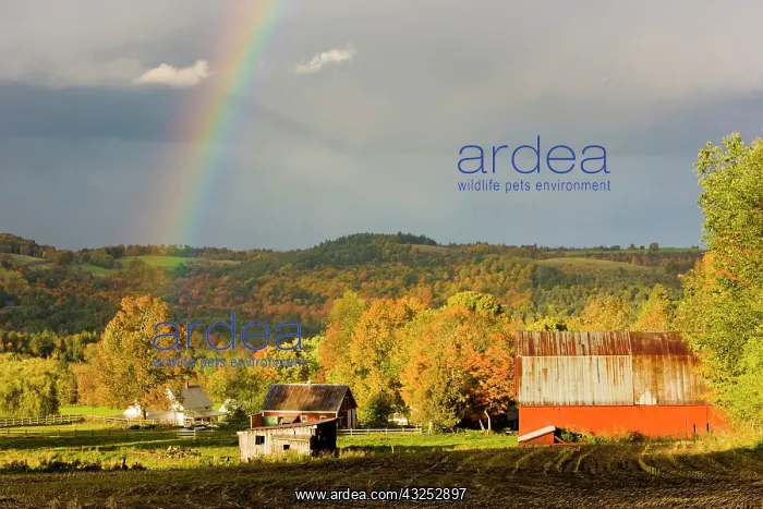 : A rainbow over farms in Peacham, Vermont : A rainbow over farms in Peacham, Vermont