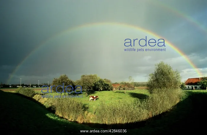  : Rainbow over field with cow