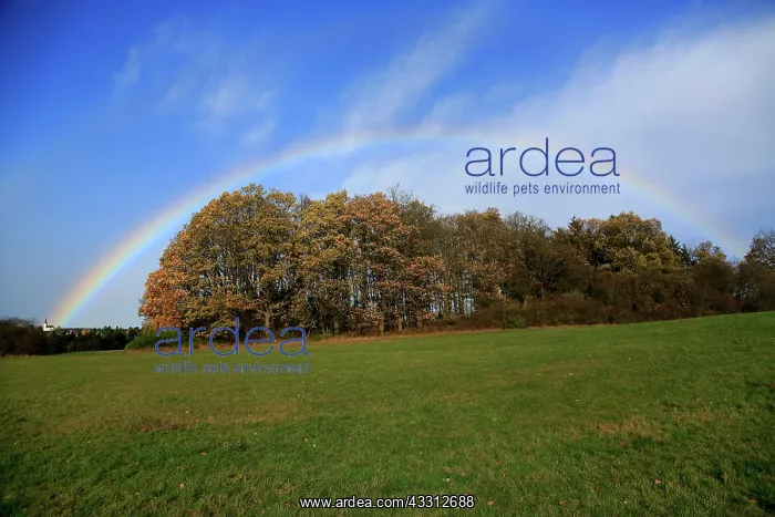 : Rainbow over field and woodland near Eschweiler : Rainbow over field and woodland near Eschweiler