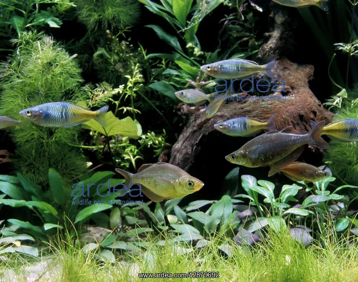  : Rainbow Fish in Aquarium tank