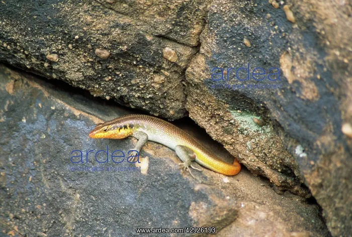 : Rainbow / Five-lined Skink : Rainbow / Five-lined Skink