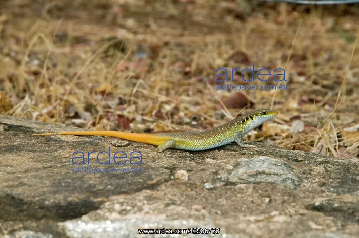 : Rainbow / Five-lined Skink - sunbathing on rock : Rainbow / Five-lined Skink - sunbathing on rock