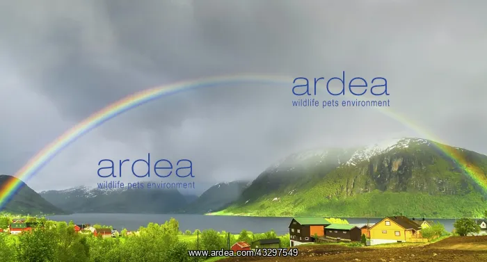 : Rainbow over the fjord, Erikstad, &, x172;dal, Sogn : Rainbow over the fjord, Erikstad, &, x172;dal, Sogn