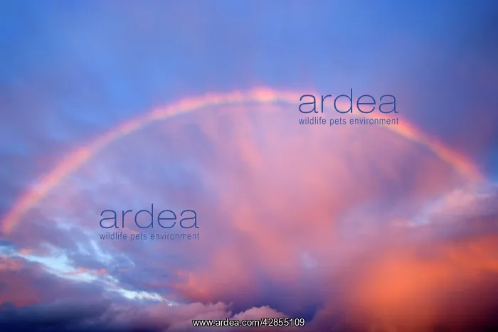 : Rainbow - formed during a rain storm brewing over : Rainbow - formed during a rain storm brewing over