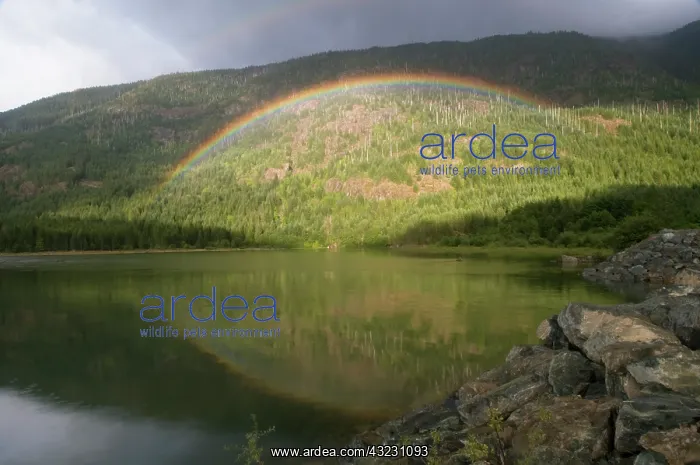 : Rainbow forms over Buttle Lake in Strathcona : Rainbow forms over Buttle Lake in Strathcona