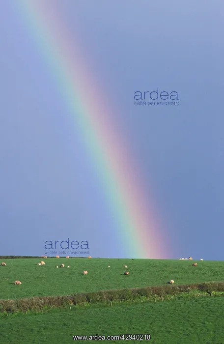 : Rainbow above green hill with sheep : Rainbow above green hill with sheep