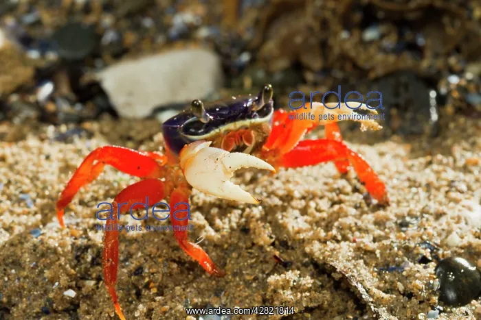 : Rainbow / Halloween / Moon Crab - close up : Rainbow / Halloween / Moon Crab - close up