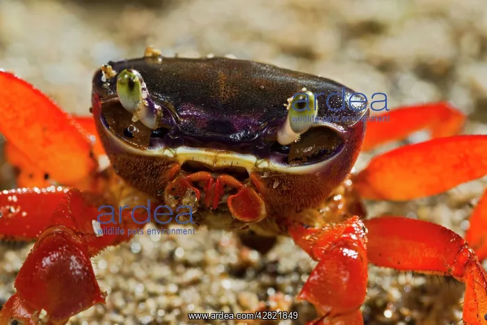 : Rainbow / Halloween / Moon Crab - close up : Rainbow / Halloween / Moon Crab - close up