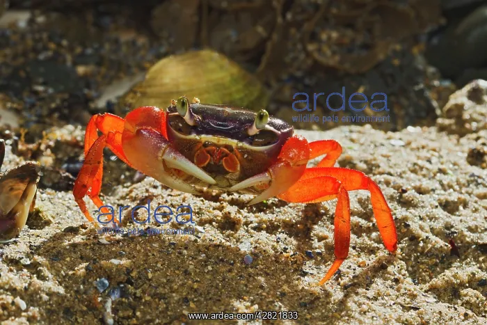 : Rainbow / Halloween / Moon Crab - close up - on sea shore : Rainbow / Halloween / Moon Crab - close up - on sea shore