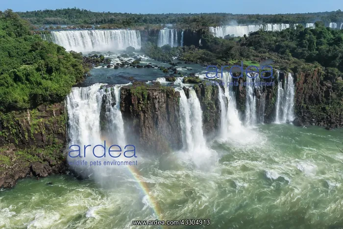 : Rainbow over the Iguazu Falls, View from the Brazilian : Rainbow over the Iguazu Falls, View from the Brazilian