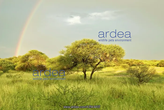  : Rainbow - In Kalahari - Botswana