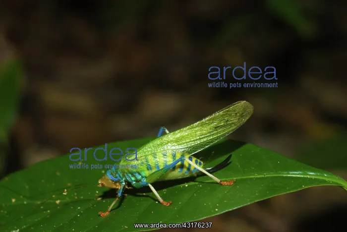 : Rainbow Katydid : Rainbow Katydid