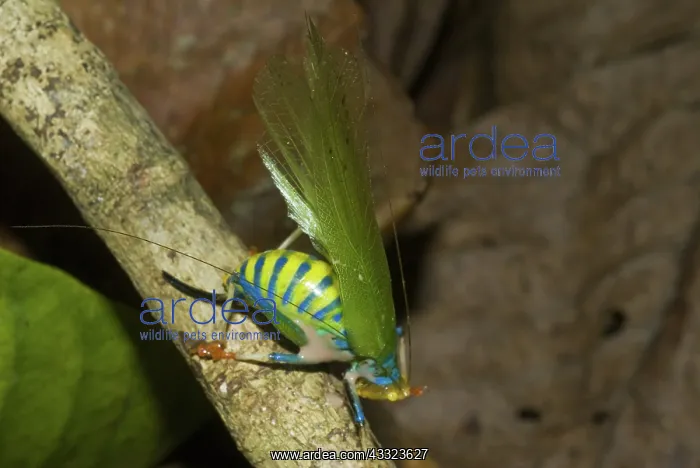 : Rainbow Katydid : Rainbow Katydid