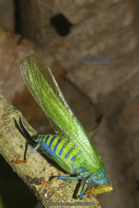 : Rainbow Katydid : Rainbow Katydid