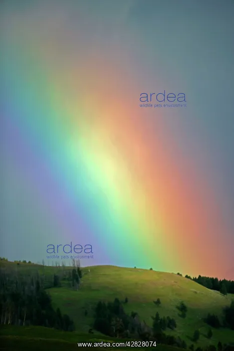 : Rainbow - Lamar Valley : Rainbow - Lamar Valley