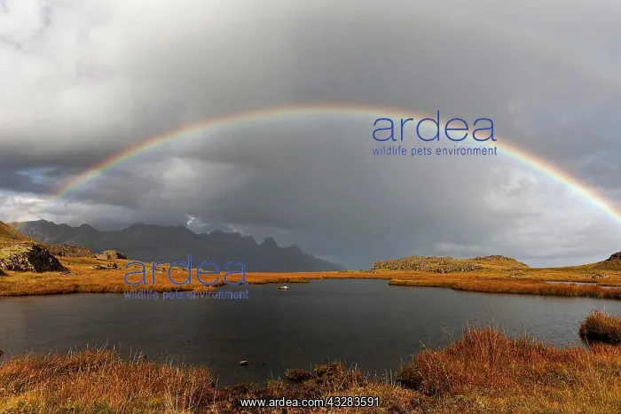 : Rainbow over landscape, East-Iceland, Iceland, Europe : Rainbow over landscape, East-Iceland, Iceland, Europe