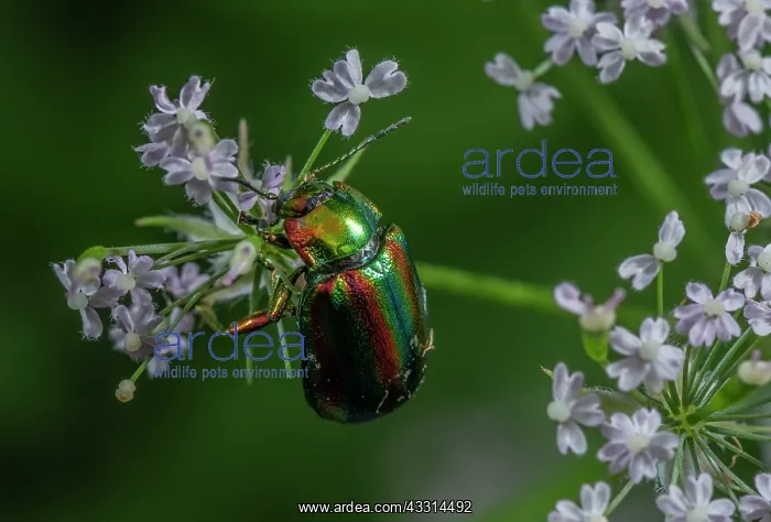 : Rainbow Leaf Beetle, Chrysolina cerealis on Hair : Rainbow Leaf Beetle, Chrysolina cerealis on Hair