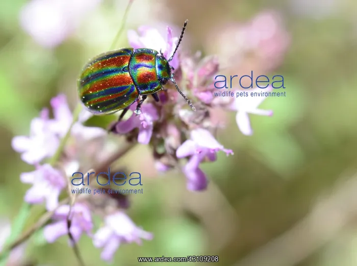 : Rainbow Leaf Beetle (Oreina cerealis) on flowers : Rainbow Leaf Beetle (Oreina cerealis) on flowers