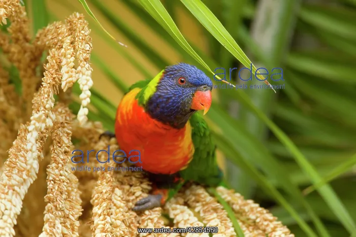 : Rainbow Lorikeet : Rainbow Lorikeet