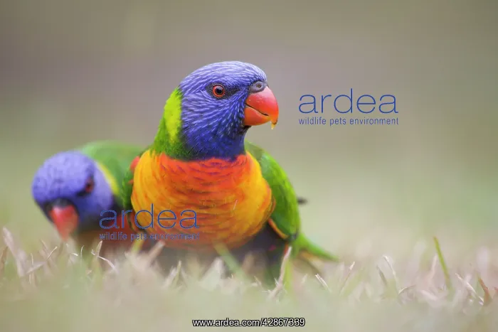 : Rainbow Lorikeet : Rainbow Lorikeet