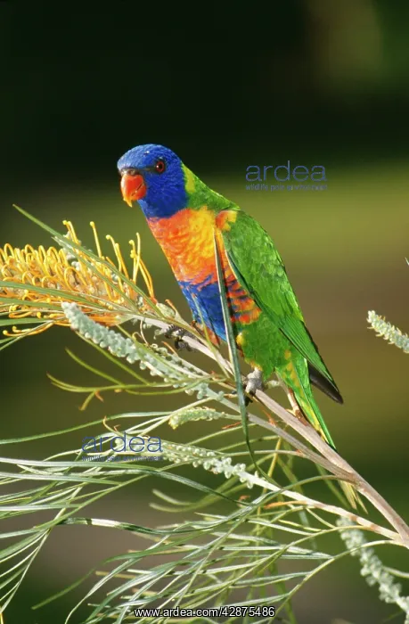: RAINBOW LORIKEET : RAINBOW LORIKEET
