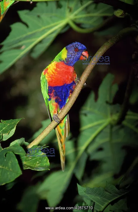 : Rainbow Lorikeet : Rainbow Lorikeet