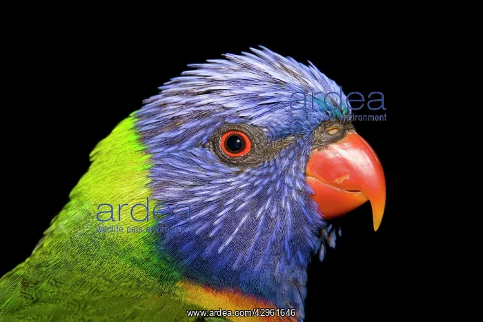 : Rainbow Lorikeet : Rainbow Lorikeet