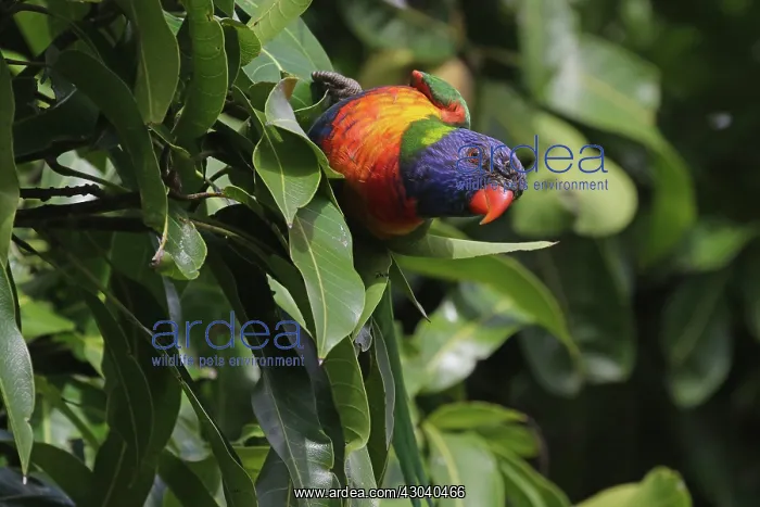  : Rainbow Lorikeet