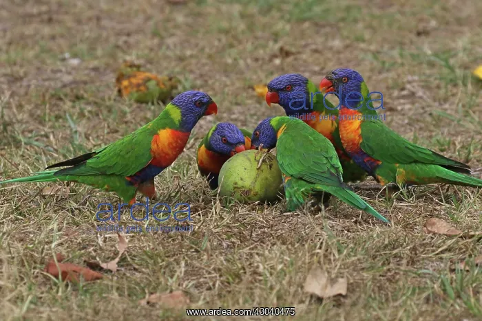  : Rainbow Lorikeet
