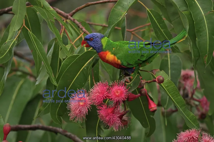  : Rainbow Lorikeet