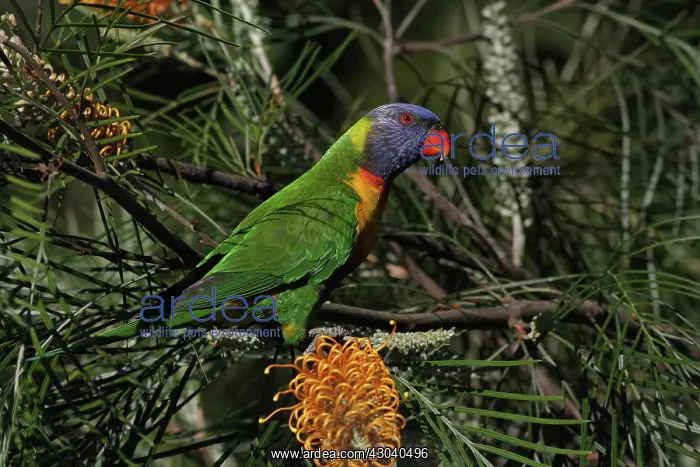  : Rainbow Lorikeet